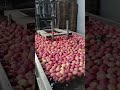 process of apples soaked in a pool with added cleaning agents