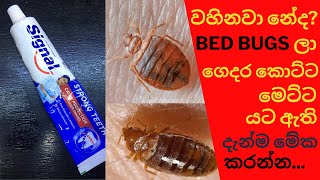 මකුනො සම්පූර්ණයෙන් පාලනය කරමු / how to kill bed bugs permanently / HOME REMADY / MAGIC INGREDIENT