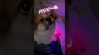 パリピ〜ヌKHÔNG SAO CẢ 　#ペキニーズ #わんこ動画 #パリピ #ケンチャナ #pekingese #7dnight #流行りのやつ #パリピ