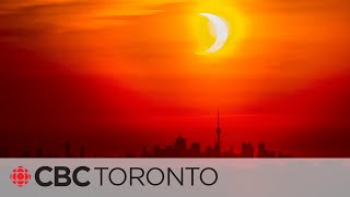 Tips to keep your pet safe during the solar eclipse