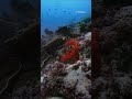 vertical display 4k underwater stock footage demo reel 2160 x 4096 60p