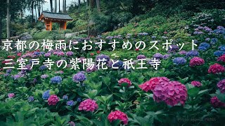 【梅雨の京都おすすめスポット】紫陽花で有名な三室戸寺と苔が美しい祇王寺へ行ってきました｜α7C+SIGMA 28-70mm F2.8