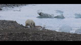 Urso-polar é flagrado perseguindo e matando uma rena no Ártico