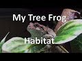 My Tree Frog Habitat