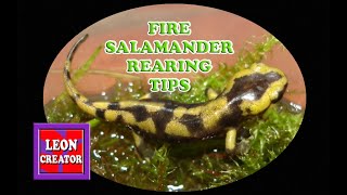 FIRE SALAMANDER REARING TIPS - Dos \u0026 Don'ts - with Leon Hills - LEON CREATOR