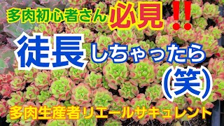 【多肉植物】多肉植物初心者🔰さん必見‼️徒長しちゃったら(笑)【ガーデニング】2022年6月19日