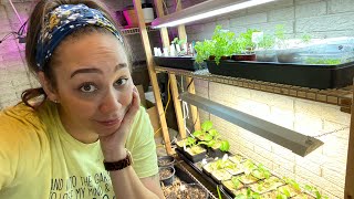 Seedling Burnout And Up Potting | Gardening Vlog