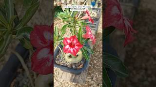 Rare Imported Adenium Plant Online Shopping 🪴 #adenium #plants #flowers #garden