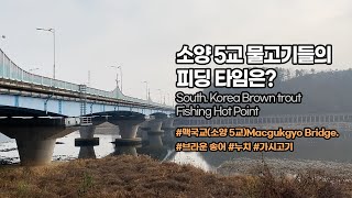 [Flyflanet 230]소양5교 물고기들의 피딩 타임은? south korea fly fishing point of brown trout.