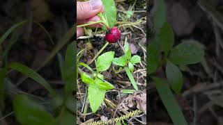 #picking the radish # เก็บแรดิสกันค่ะ #ผักปลูกกินเองค่ะ #เท็กซัส #อเมริกา