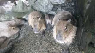 打たせ湯を浴びるカピバラ(長崎バイオパーク)