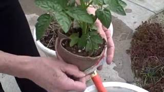 PLANTING TOMATOES//May 3, 2010//EP 153