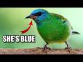 Dacnis Facts: Do YOU Know the DACNIS?! 🐦 Animal Fact Files