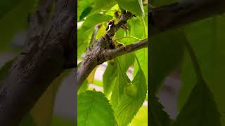 Our cherry tree has cherries🍒 #summer #fyp #canada #shortvideo #bangladesh #cherrytree #cherry