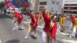 黒崎よさこい祭り 桜舞連