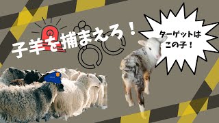 【ベルダのおうち】子羊VS新米羊飼い 勝利はどちらの手に✨？！