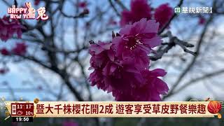 梅花櫻花罕見\