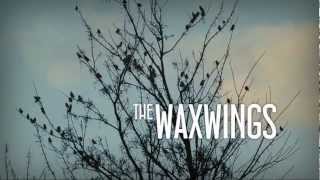 The Waxwings