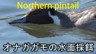 オナガガモの水面採餌。Water surface foraging of northern pintail