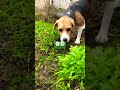 雨なのでお庭散歩 ビーグル beagle