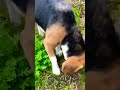 雨なのでお庭散歩 ビーグル beagle