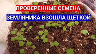 ЗЕМЛЯНИКА ИЗ СЕМЯН  ВЗОШЛА ЩЕТКОЙ  - КАЧЕСТВО СУПЕР!  ПОСЕЯЛА ЗЕМЛЯНИКУ ЧЕРНЫЙ ПРИНЦ