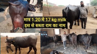 17 किलो दूध की मुर्रा बिकाऊ मात्र 1.20 में Narwana में | HR Bala Ji Dairy Farm ||