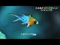 久米島のダイビングポイント【イチュンザ】いろいろな幼魚達が暮らす棲み処です。