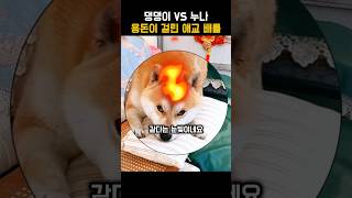 댕댕이 VS 누나 용돈이 걸린 애교 배틀