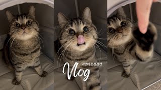 [Cat Vlog] Cat health check-up Vlog : Alkong's first health check-up (feat. Sohojung)