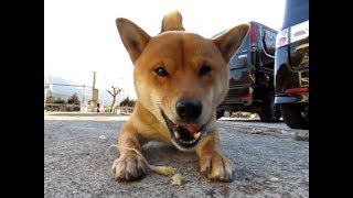 柴犬小梅＆クンタ　カブを食らう＆素朴な疑問