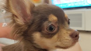 【子犬チワワ】毎日全力でお出迎えします【子犬お迎え】【チョコタン】