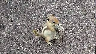 Squirrel versus mouse