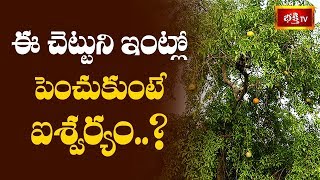 ఈ చెట్టుని ఇంట్లో పెంచుకుంటే ఐశ్వర్యం  | Sri Vaddiparti Padmakar | Dharma Sandehalu | Bhakthi TV