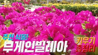 부게인빌레아 키우기 🌷 부게인빌레아 번식 🌺  부겐베리아 키우기 Bougainvillea care