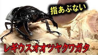 カブトムシ＋クワガタ　レギウスオオツヤガタの産卵セット組んだら、メスが食べられた？（くろねこチャンネル）