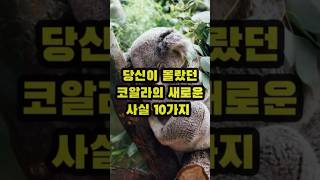 당신이 몰랐던 코알라의 새로운 사실 10가지 🐨