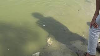 Fish enjoying in Mother Ganga's lap | Bithoor Ganga Ghat Kanpur