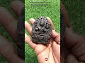 shaligram laxmi narayan vigrah shaligram ki murti shorts short shortsfeed