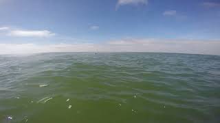 Windsurfing Terschelling, to visit the Seals