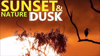 Nature: Spectacular Sunset And Dusk