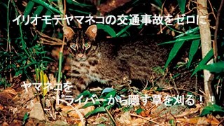 イリオモテヤマネコの交通事故をゼロに。ヤマネコをドライバーから隠す草を刈る！！