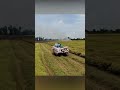 happy harvest on the rice paddy in mekong delta vietnam travel