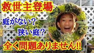 【主役はセダム】狭い庭でも究極に楽しめるセダムを特集します　　　【カーメン君】【園芸】【ガーデニング】【初心者】