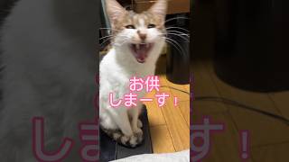 猫に昔話を話してる途中で『ごはんの唄』を歌ったら#shorts