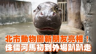 北市動物園新朋友亮相！　侏儒河馬初到外場趴趴走｜動物｜湯包