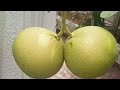 My potted Pomelo/ Grape Fruits