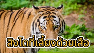 [สารคดี] สิงโตที่เลี้ยงด้วยเสือ#สารคดี#สารคดีสัตว์โลก #เสือ