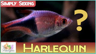 Simply Sexing Harlequin Rasbora: How to tell Male from Female