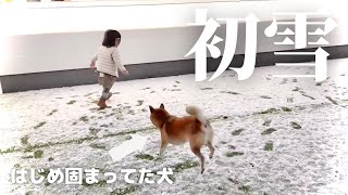 Shiba Inu and her daughter running around with snow